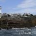 lighthouse_island_seal_machias_h_2264_can1382.jpg